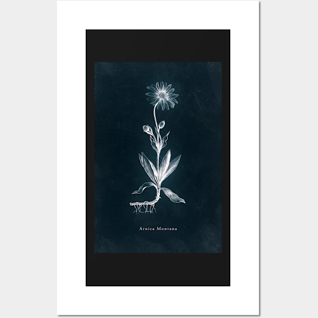 Cyanotype - Arnica Montana Wall Art by PixelHunter